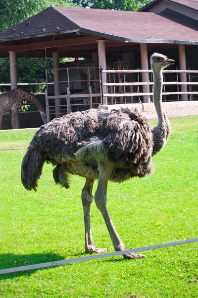 Strauß — Stockfoto