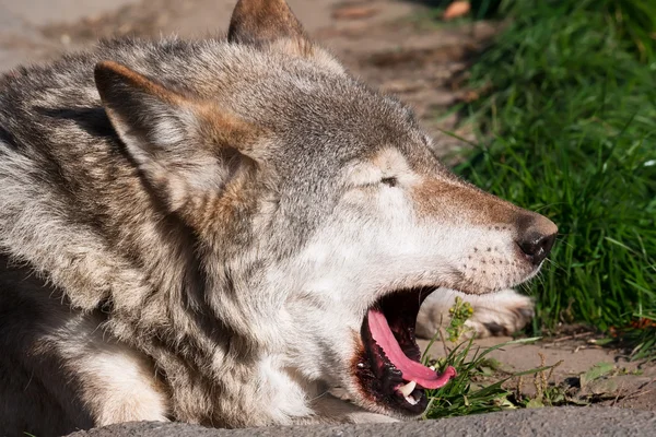 Wolf — Stock Photo, Image