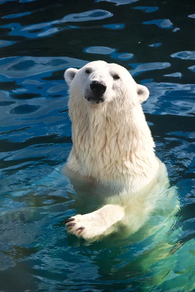 Urso polar — Fotografia de Stock