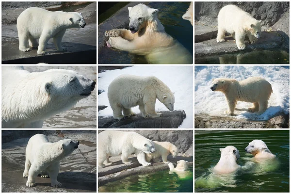 Polar bears Stock Photo