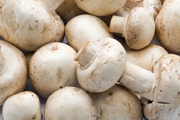 Champignon mantarları — Stok fotoğraf