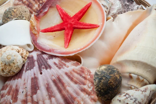 Seashells — Stock Photo, Image