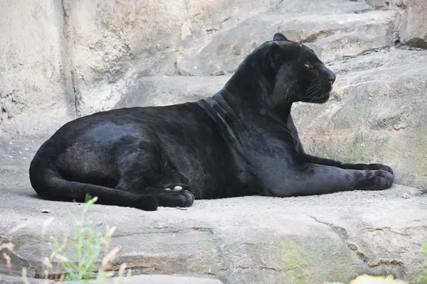 Black panther — Stock Photo, Image