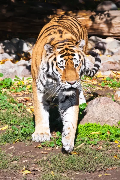 Tijger — Stockfoto