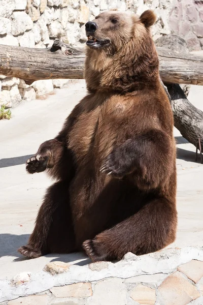 Ursul — Fotografie, imagine de stoc