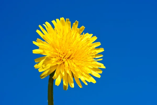 Dandelion — Stock Photo, Image