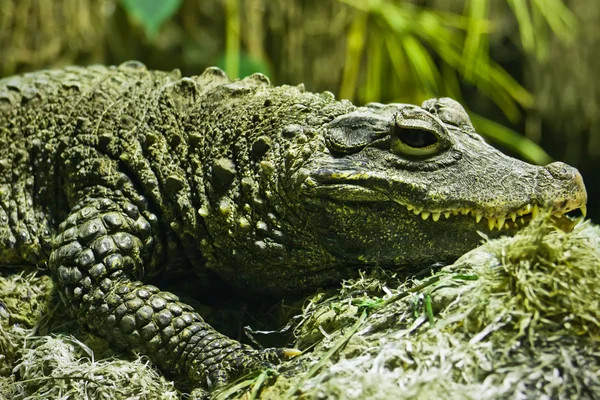 Krokodil — Stockfoto