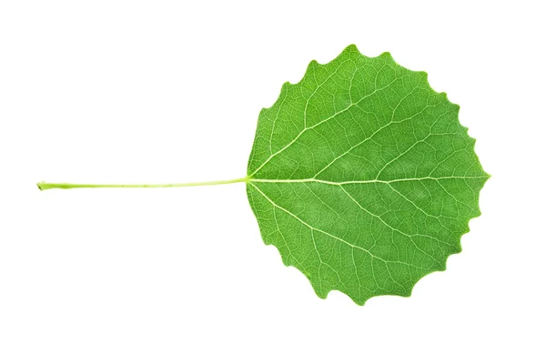 Yeşil kavak yaprağı — Stok fotoğraf