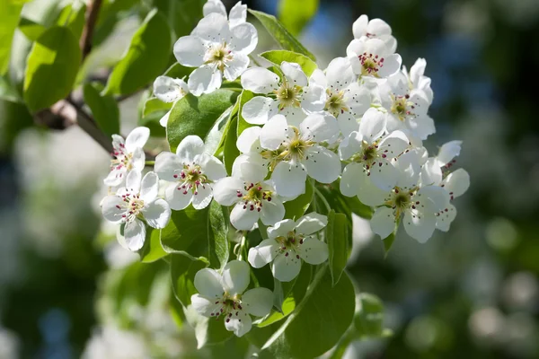 Fiori di mela — Foto Stock