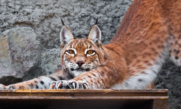 Luchs — Stockfoto