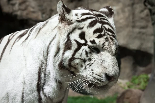 Tigre branco — Fotografia de Stock