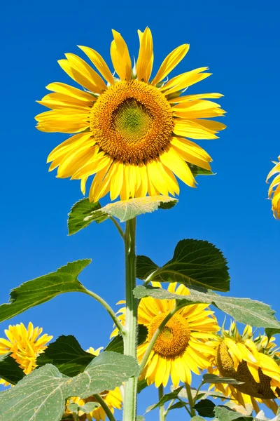 Girasol — Foto de Stock