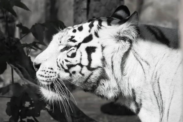 Witte tijger — Stockfoto