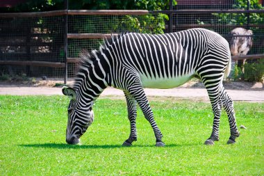 Zebra