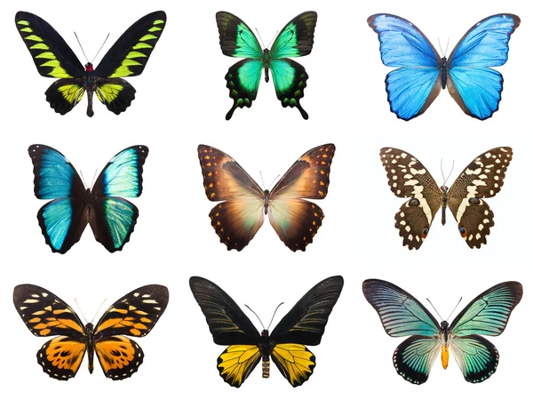 熱帯性の蝶 — ストック写真