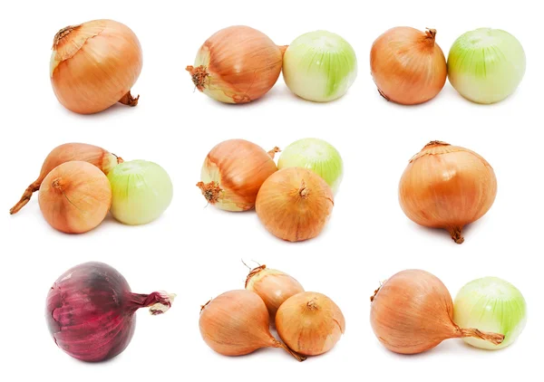 Onion — Stock Photo, Image