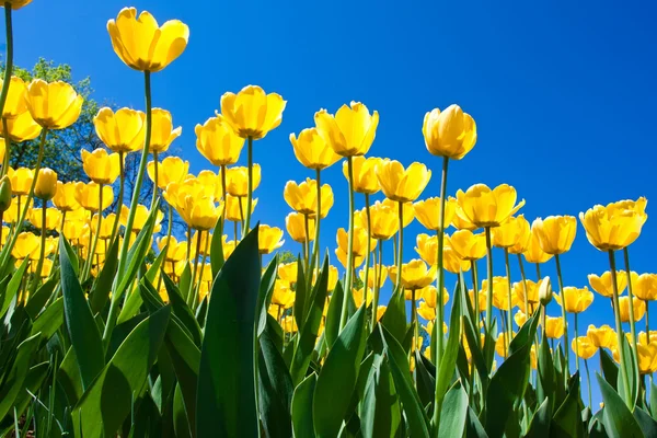 Flores de tulipán — Foto de Stock