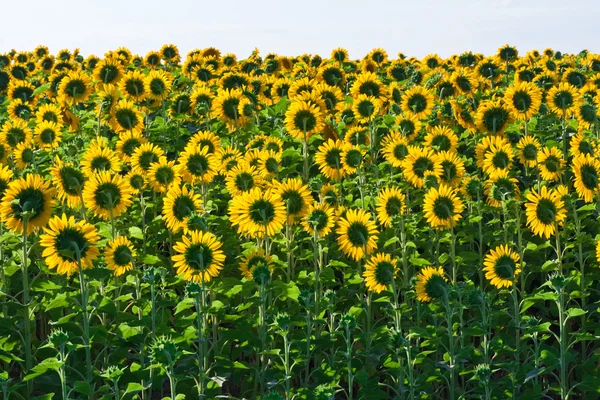 Zonnebloemen — Stockfoto