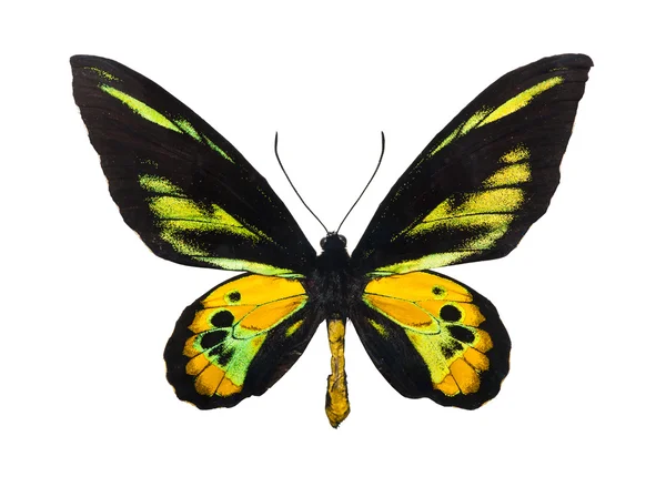 Butterfly — Stock Photo, Image