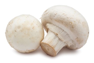 champignon mantarları