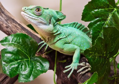 tüylü basilisk