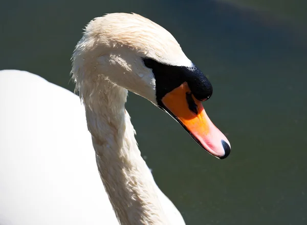 Bílá Labuť — Stock fotografie