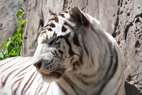 Tigre bianca — Foto Stock