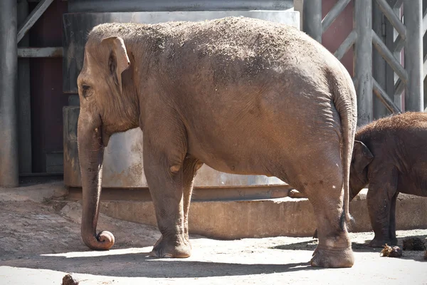 Elefant — Stockfoto