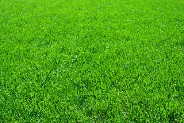 Green grass — Stock Photo, Image