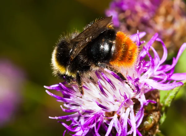 Bumblebee — Stock Photo, Image