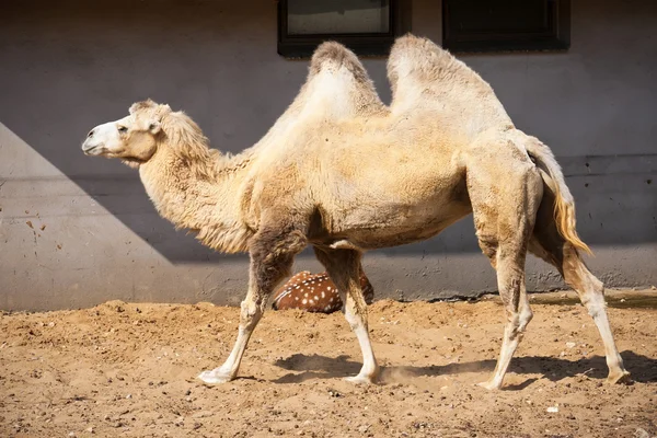 Camel — Stock Photo, Image