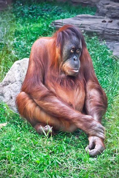 Orang-Utan — Stockfoto