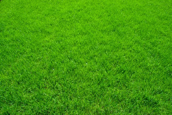 Groen gras — Stockfoto