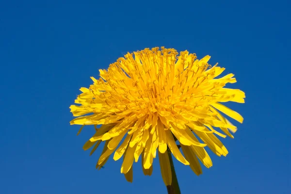 Dandelion — Stock Photo, Image