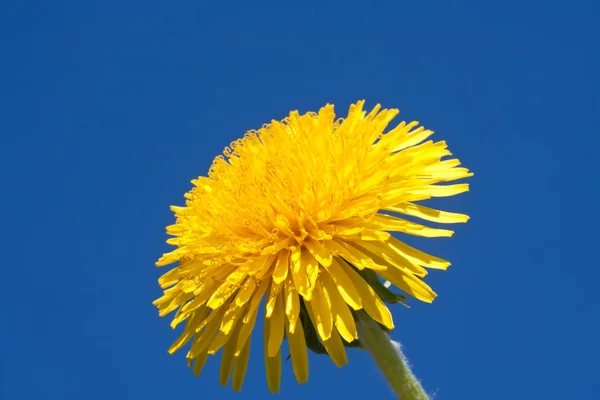 Dandelion — Stock Photo, Image