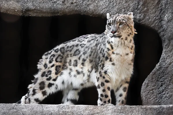 Leopardo de la nieve — Foto de Stock