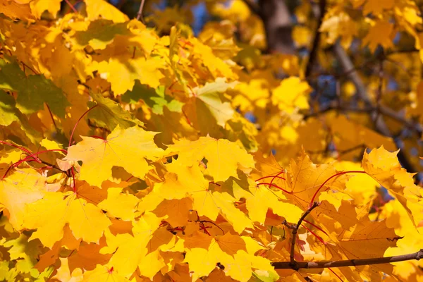 Herfst — Stockfoto