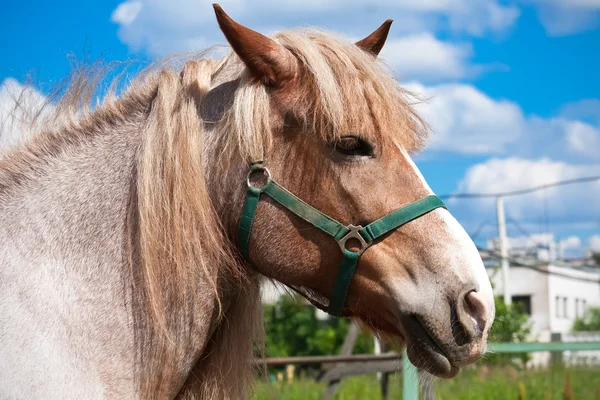 Horse — Stock Photo, Image