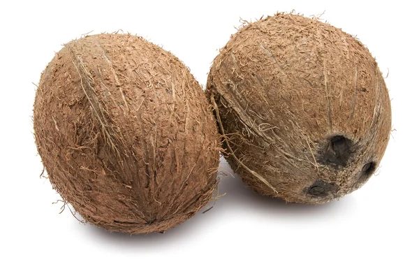 Coconut — Stock Photo, Image