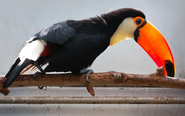 Toucan — Stock Photo, Image