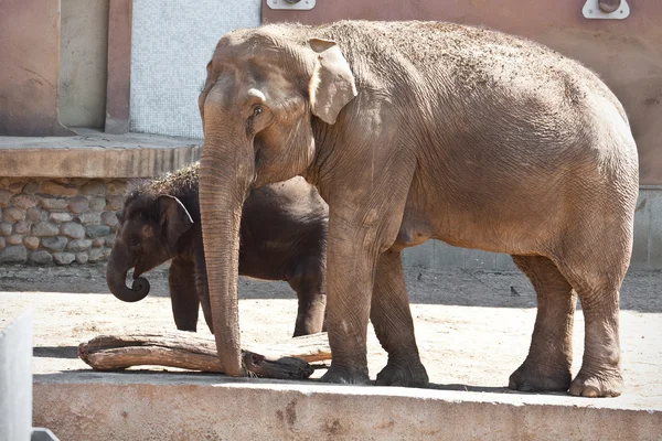 Elefant — Stockfoto