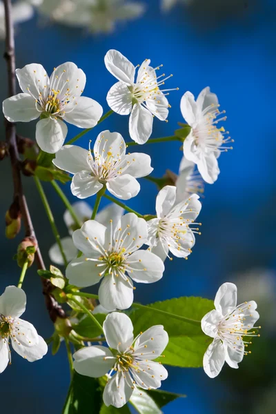 Fiori di mela — Foto Stock