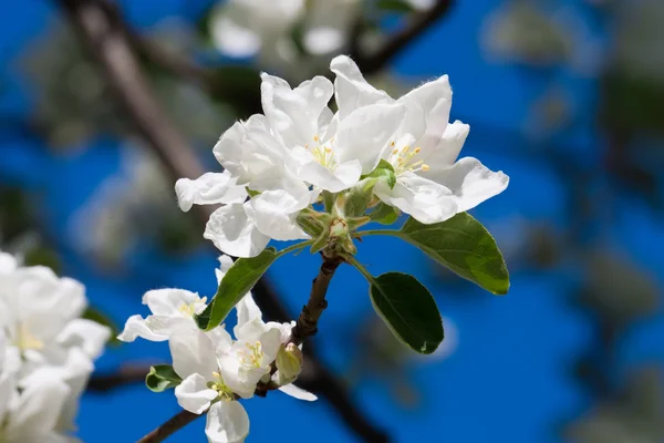 Apple flowers — Stock Photo, Image