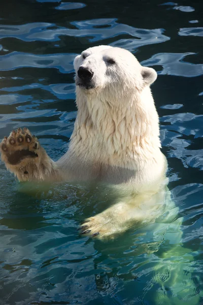 Polar bear Stock Photo