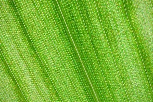 绿叶 — 图库照片