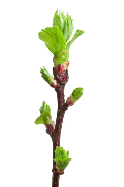 Ramo de árvore na primavera — Fotografia de Stock