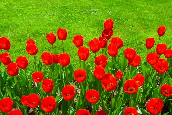 Flores de tulipán — Foto de Stock