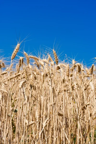 Wheat field — Stock Photo, Image