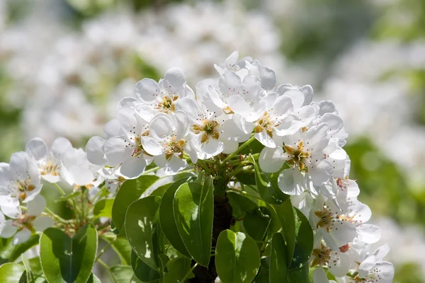 Fiori di mela — Foto Stock