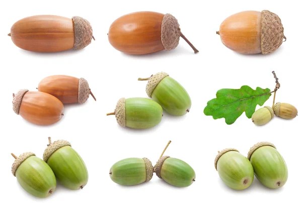 Acorns — Stock Photo, Image